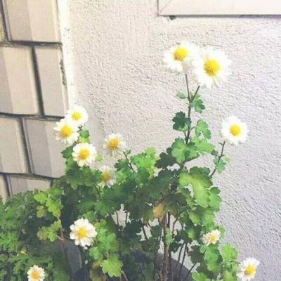 命运先锋高达手游下载